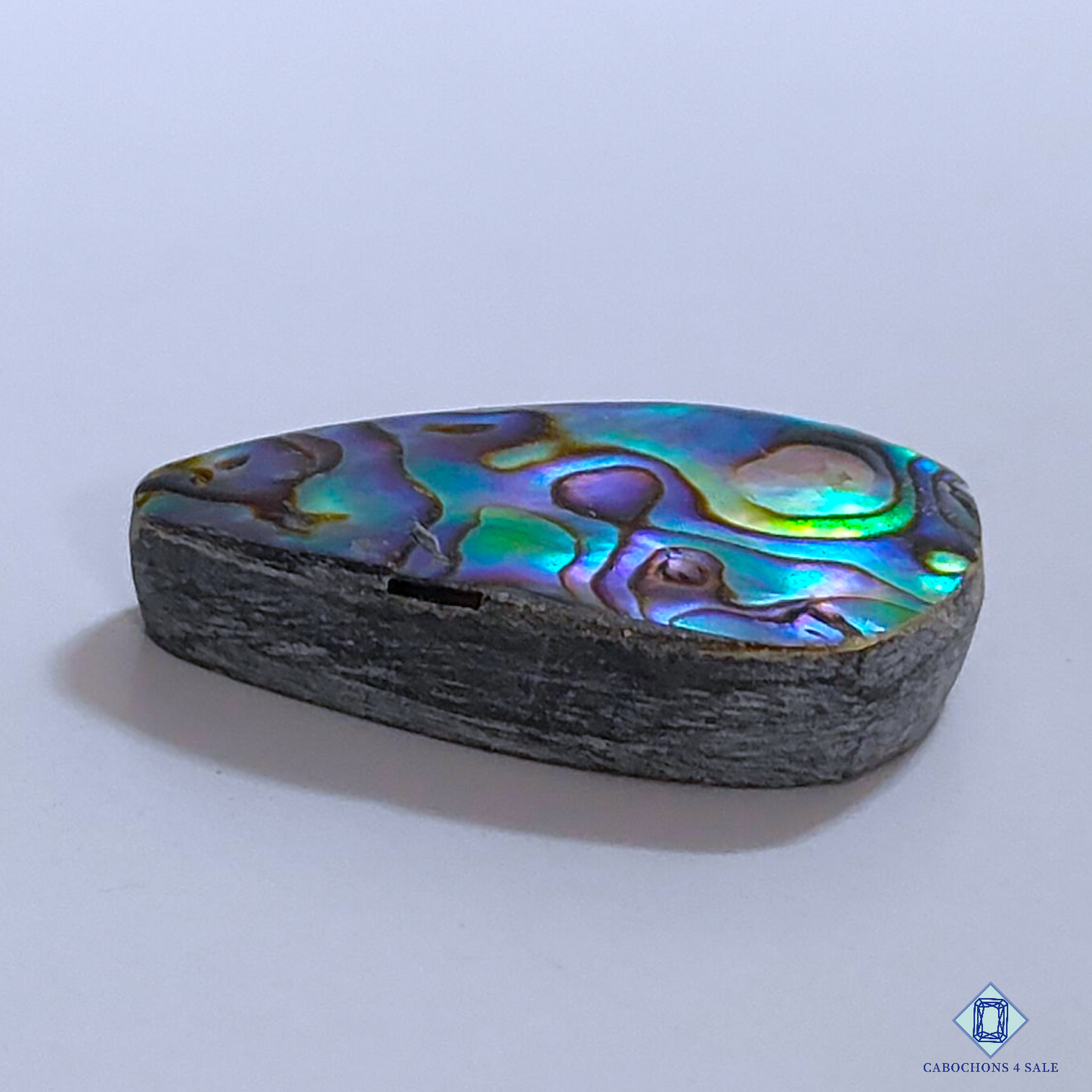 Abalone Shell