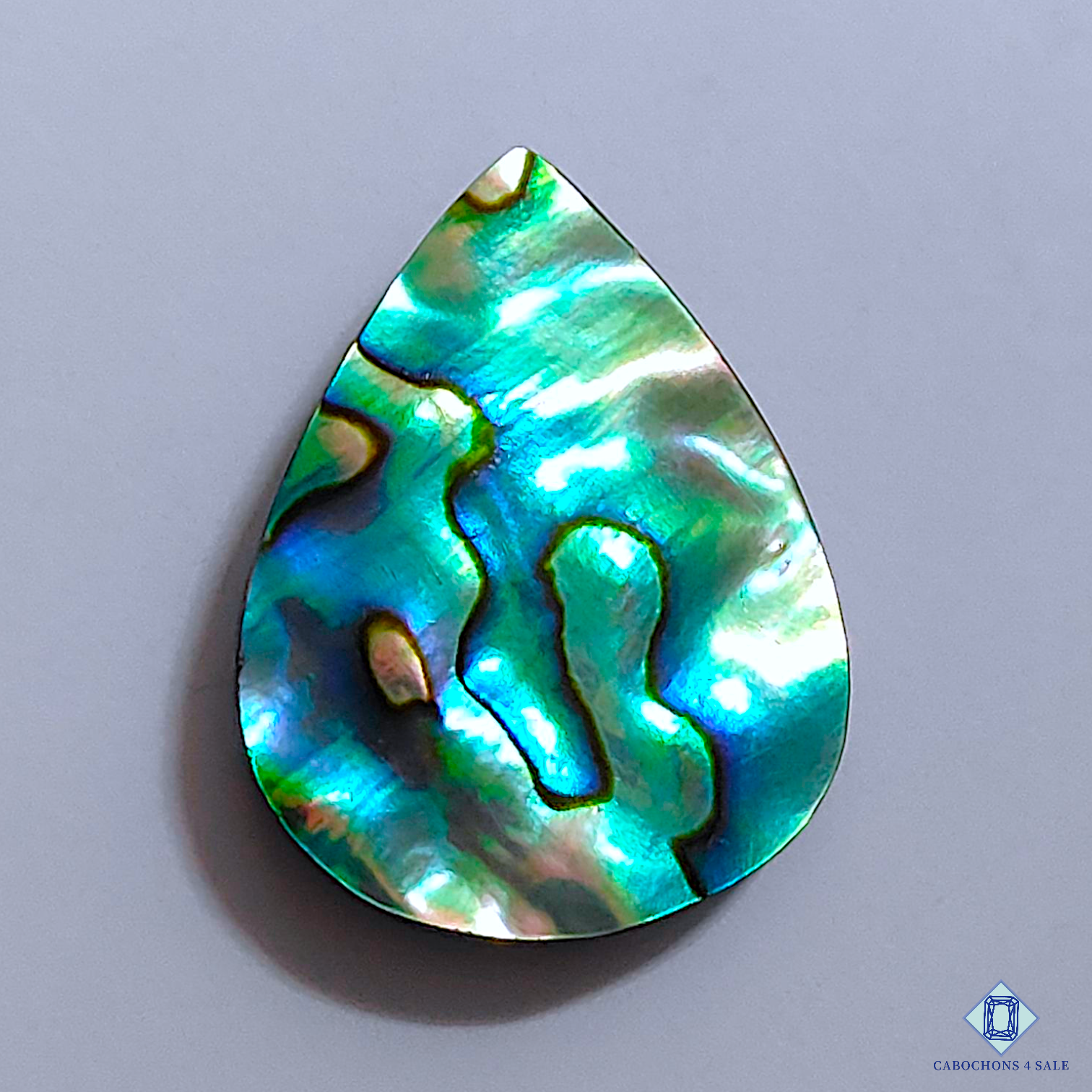 Abalone Shell