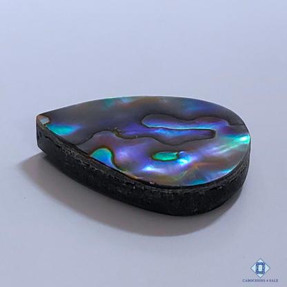 Abalone Shell