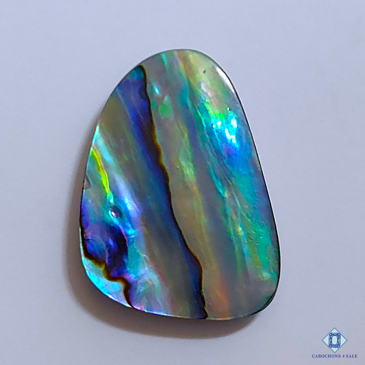 Abalone Shell