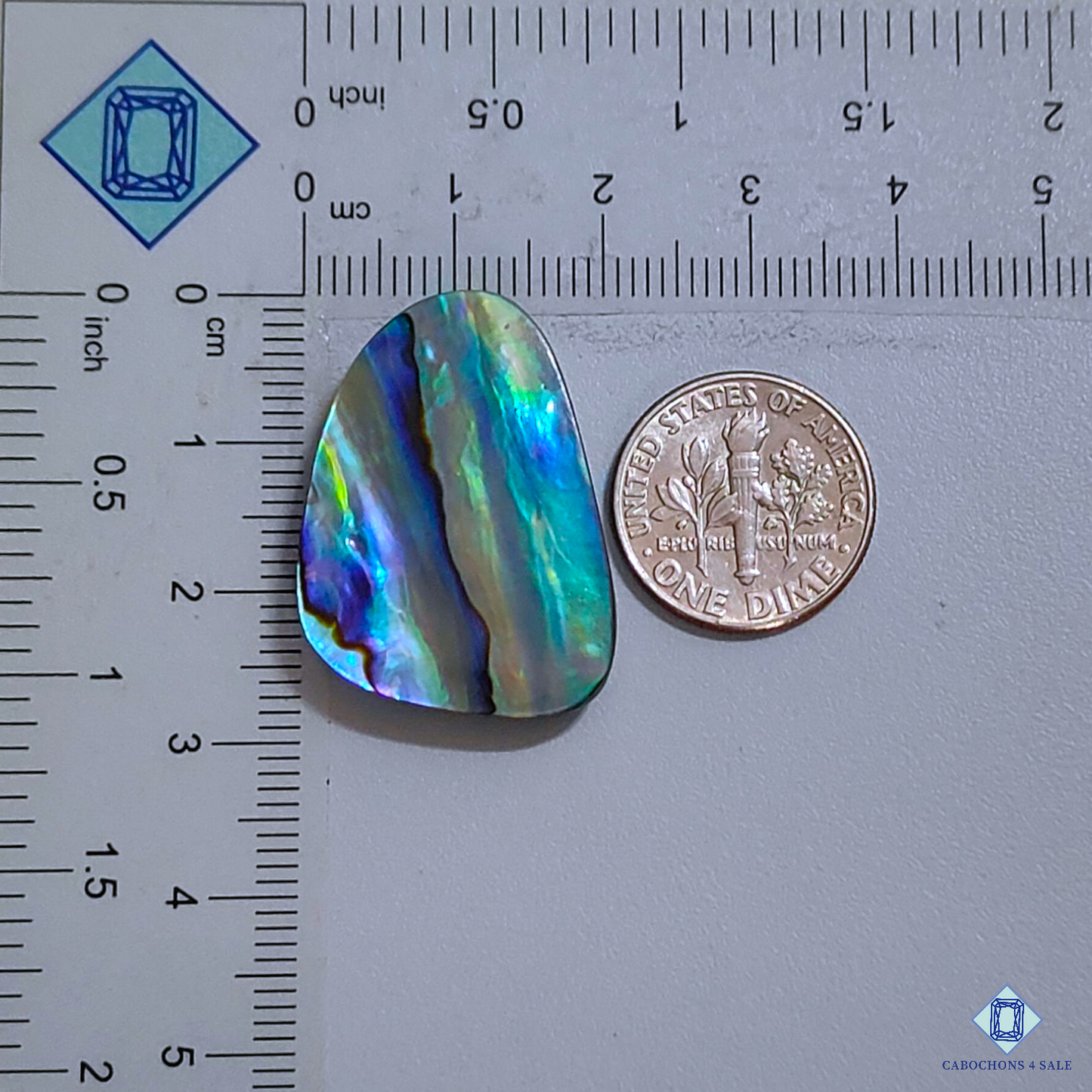 Abalone Shell