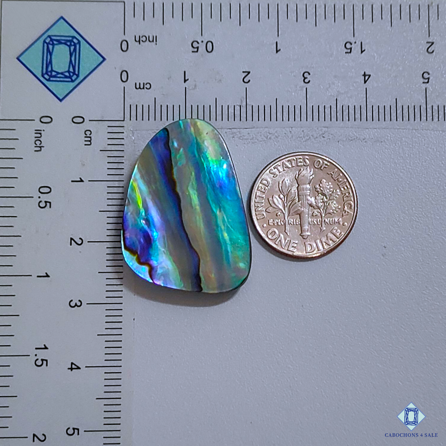 Abalone Shell