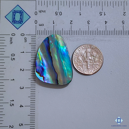 Abalone Shell