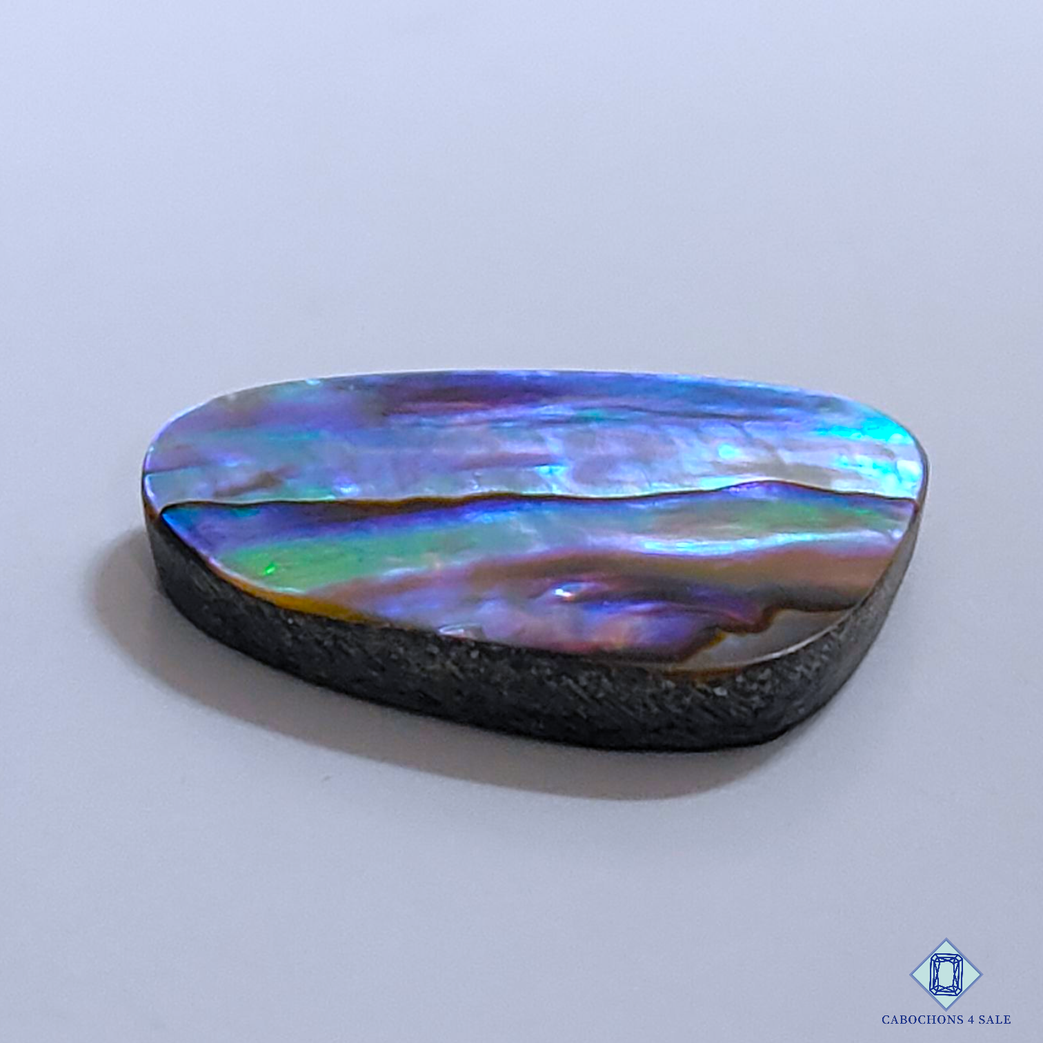 Abalone Shell