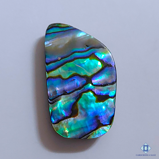 Abalone Shell