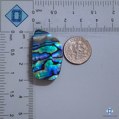 Abalone Shell