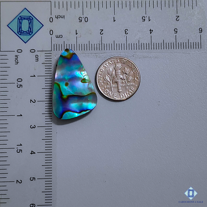 Abalone Shell