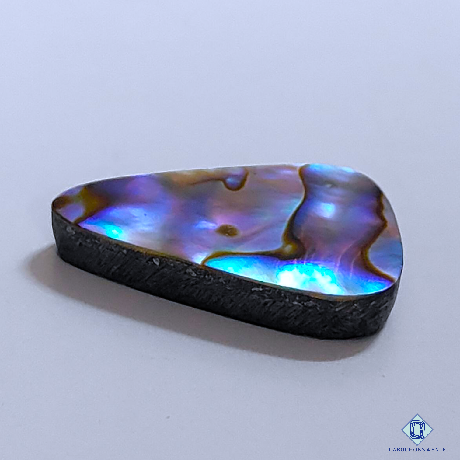 Abalone Shell