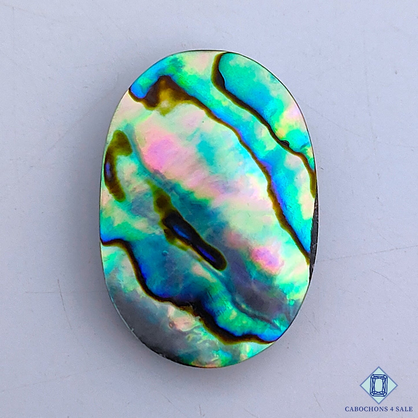 Abalone Shell