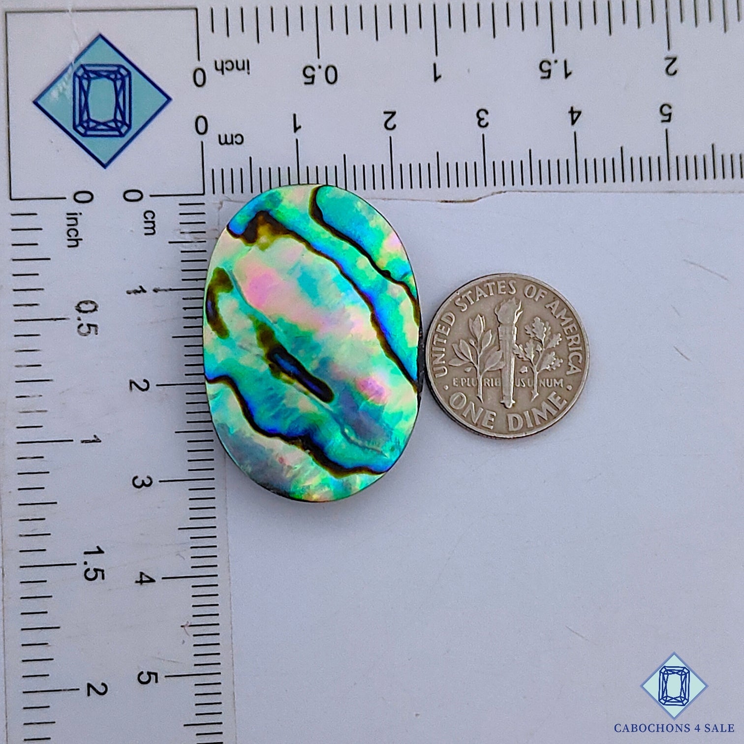 Abalone Shell