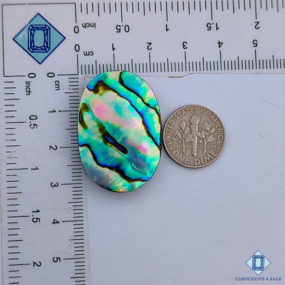 Abalone Shell