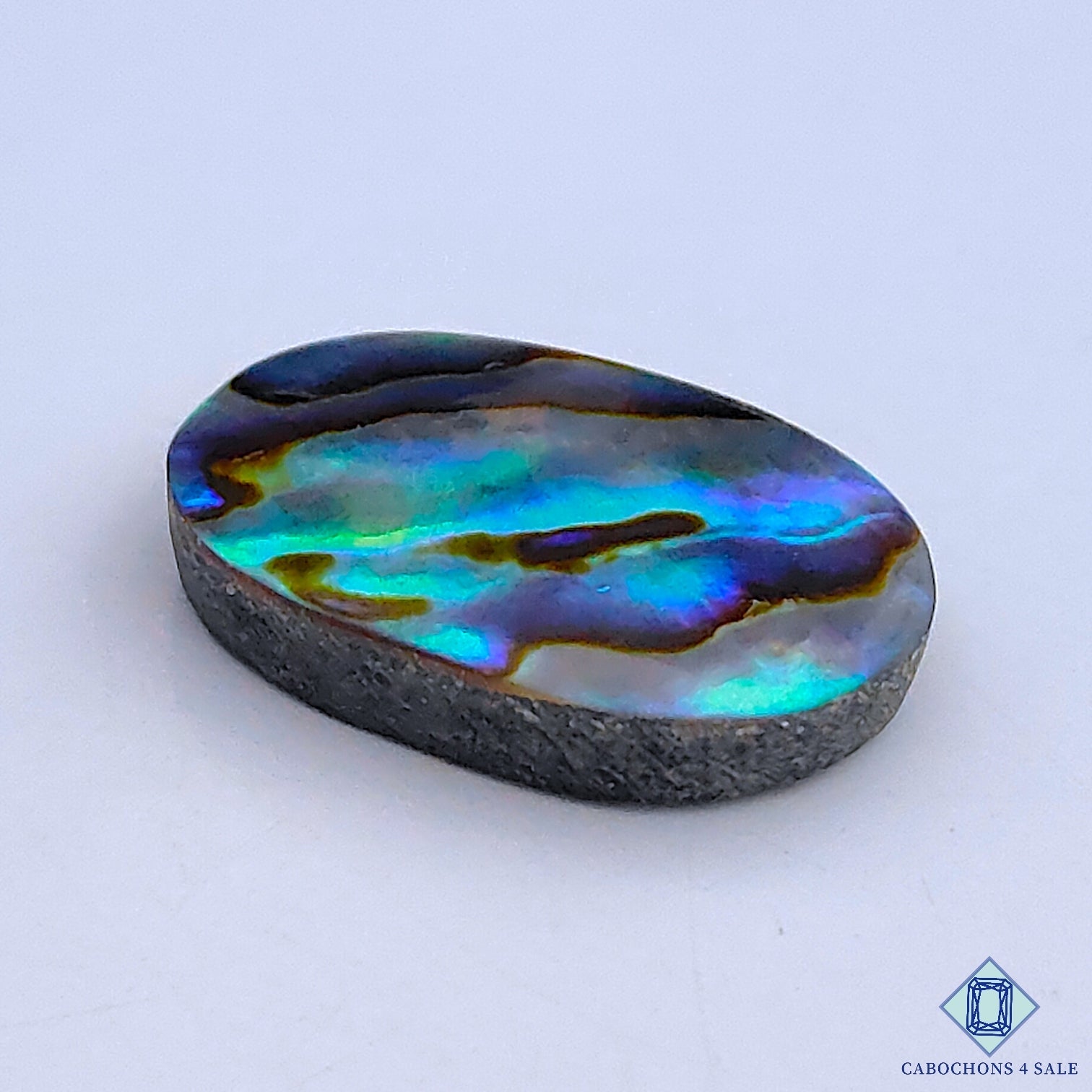Abalone Shell