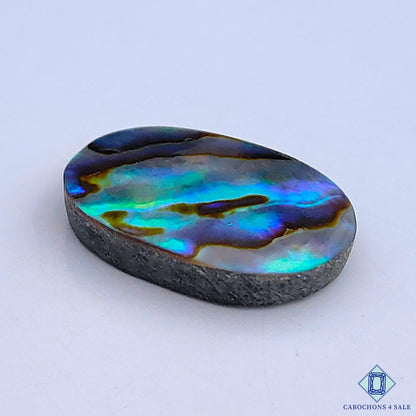 Abalone Shell