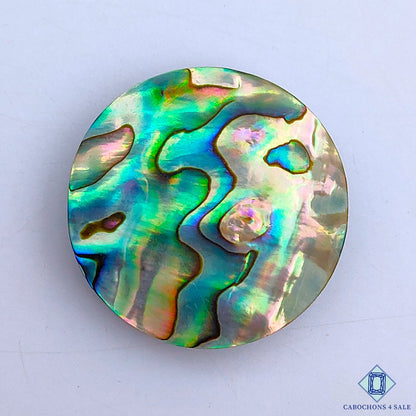 Abalone Shell