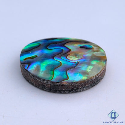 Abalone Shell