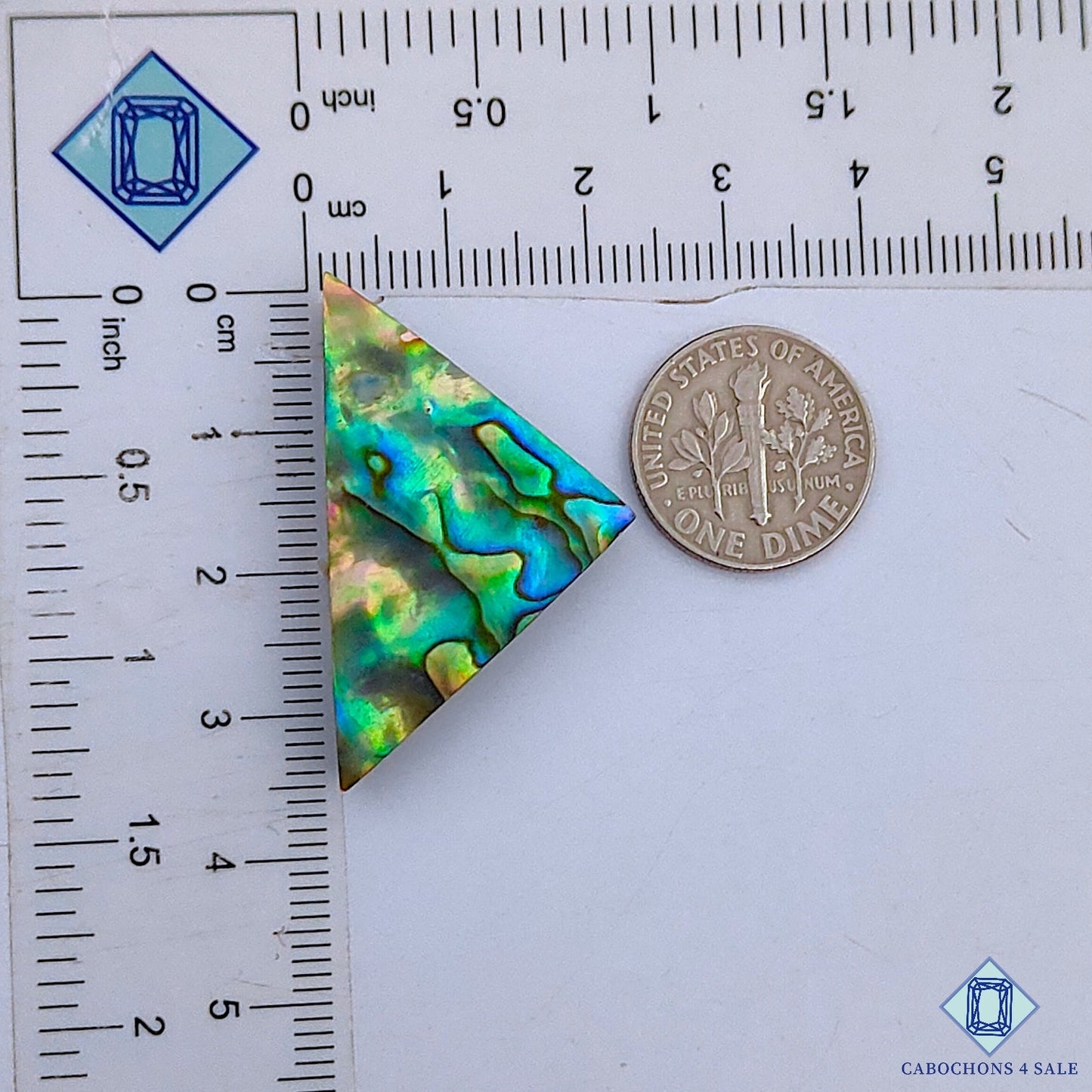 Abalone Shell