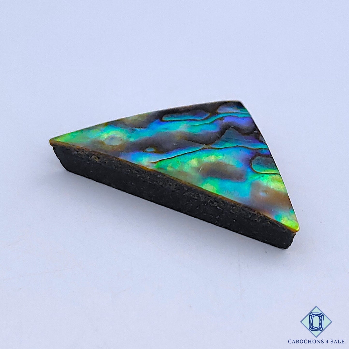 Abalone Shell