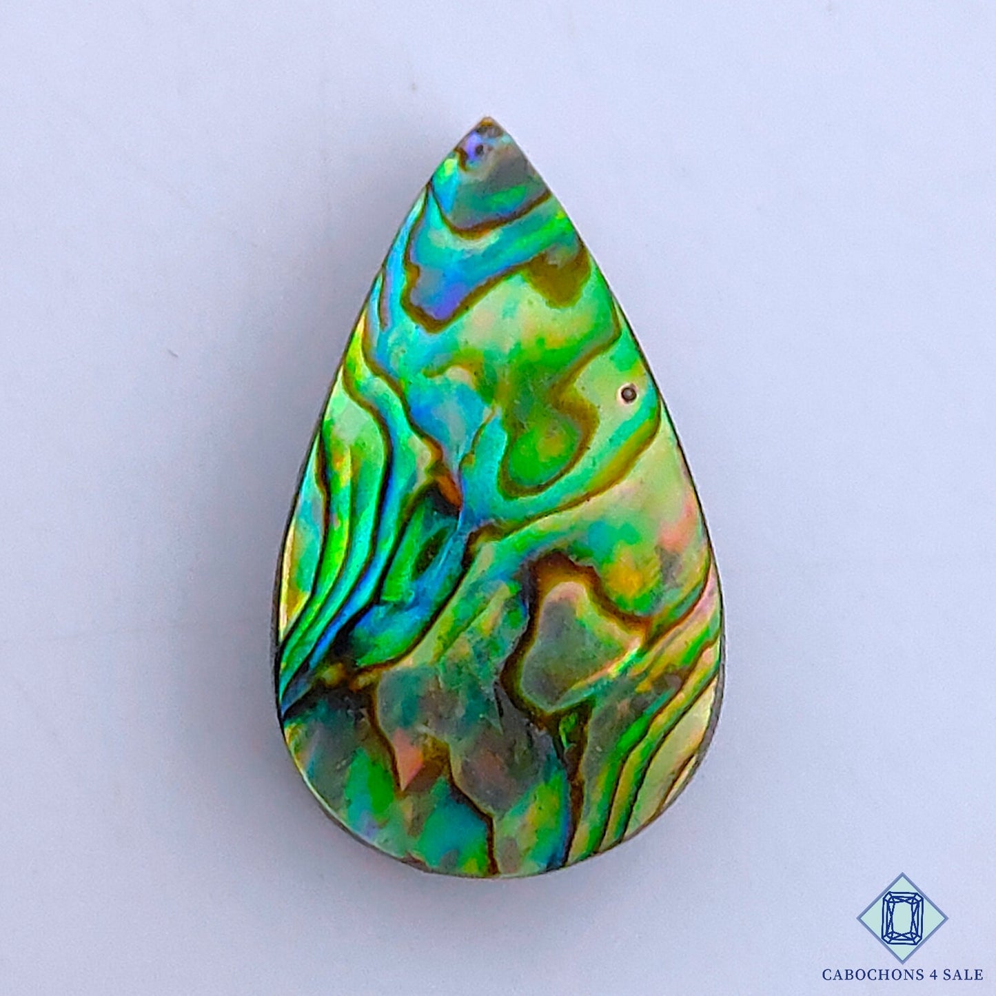 Abalone Shell