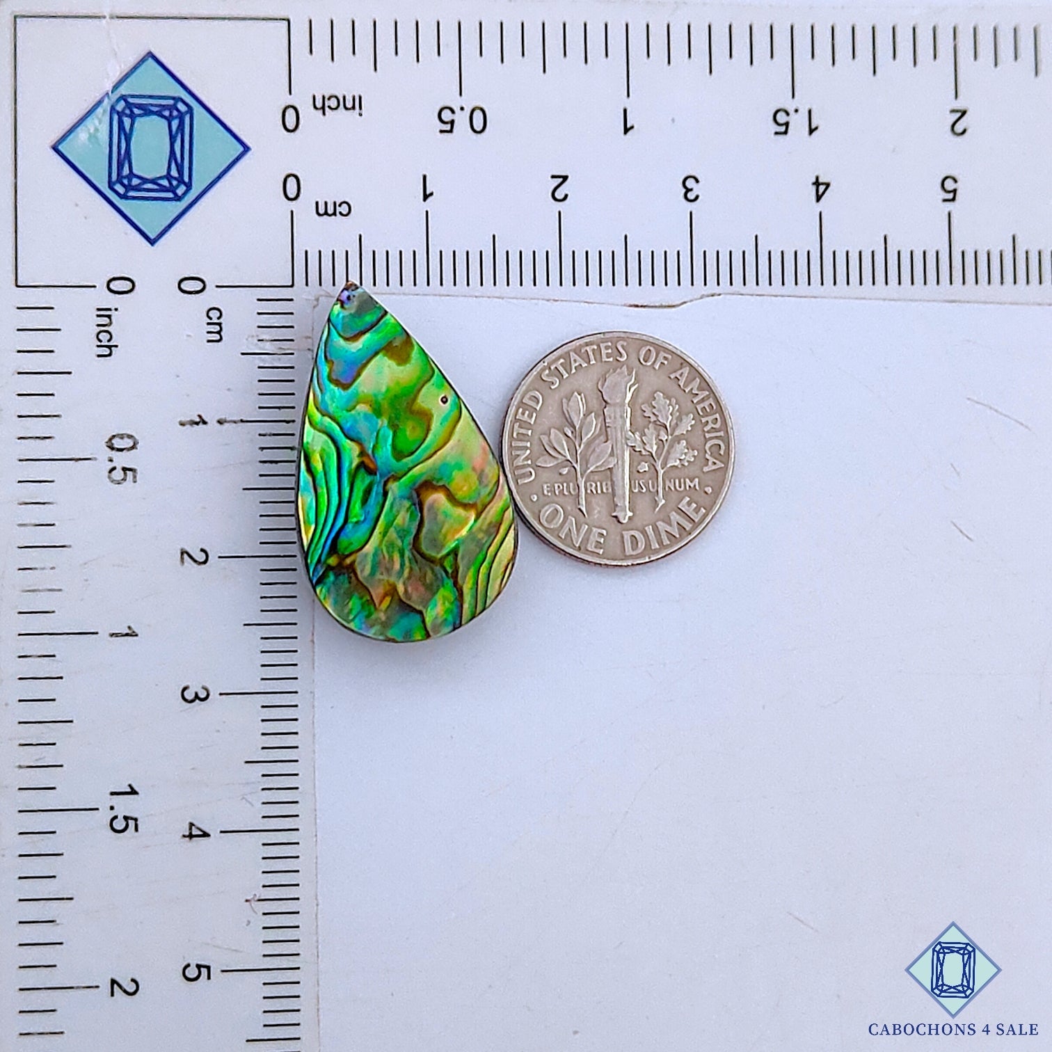 Abalone Shell