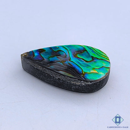 Abalone Shell