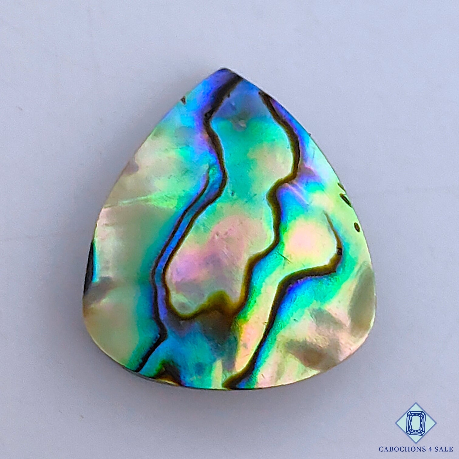 Abalone Shell