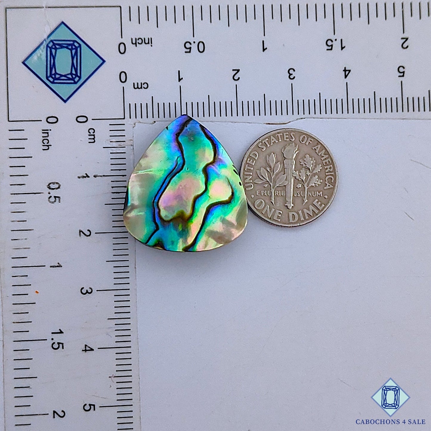 Abalone Shell