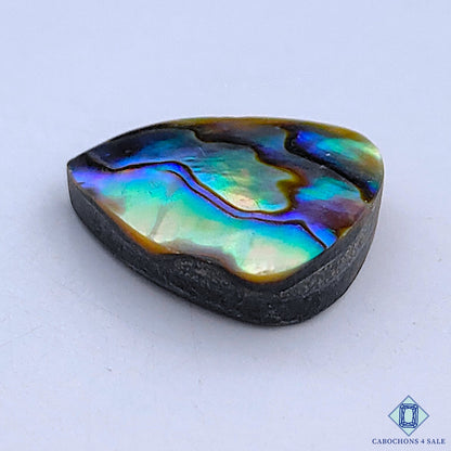 Abalone Shell