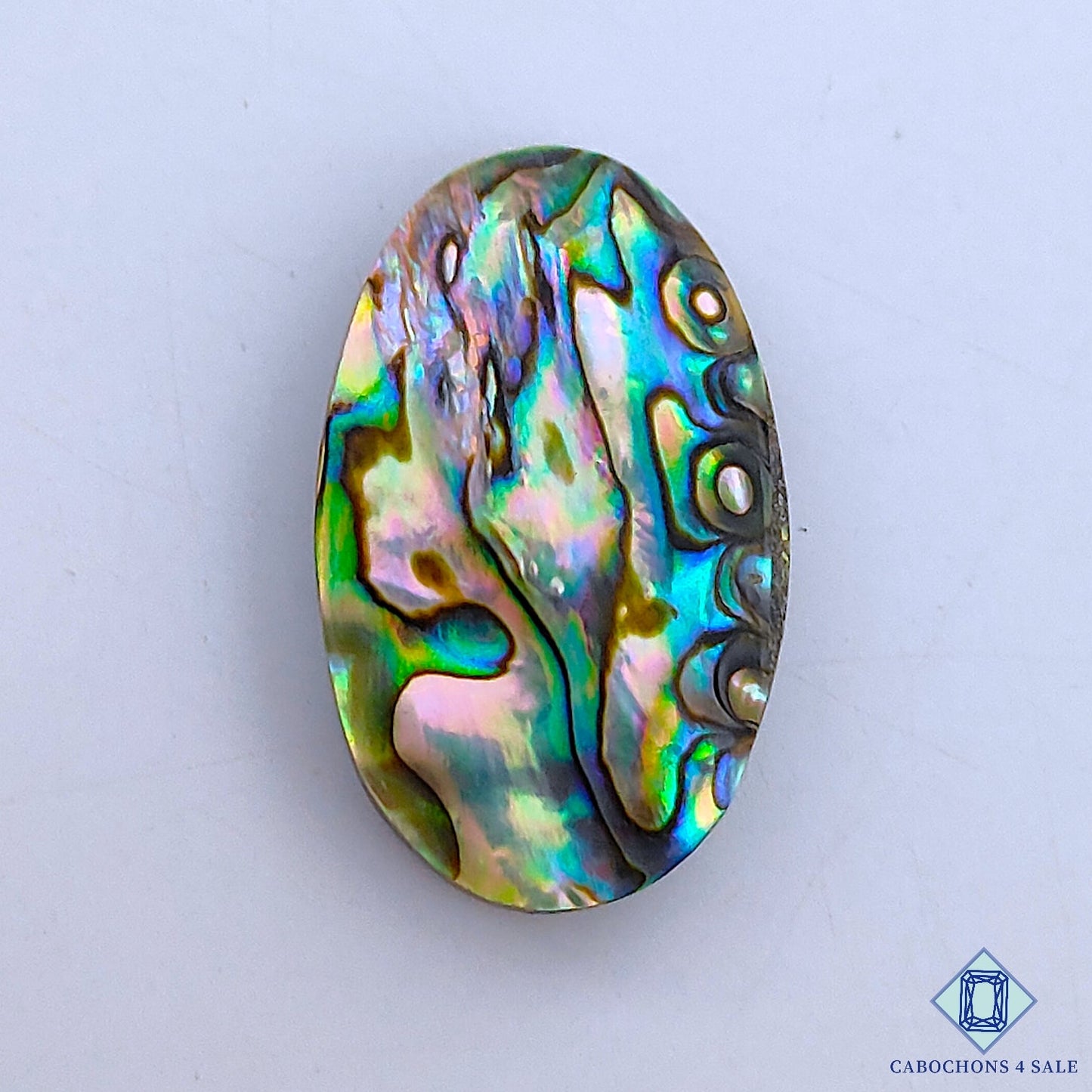 Abalone Shell