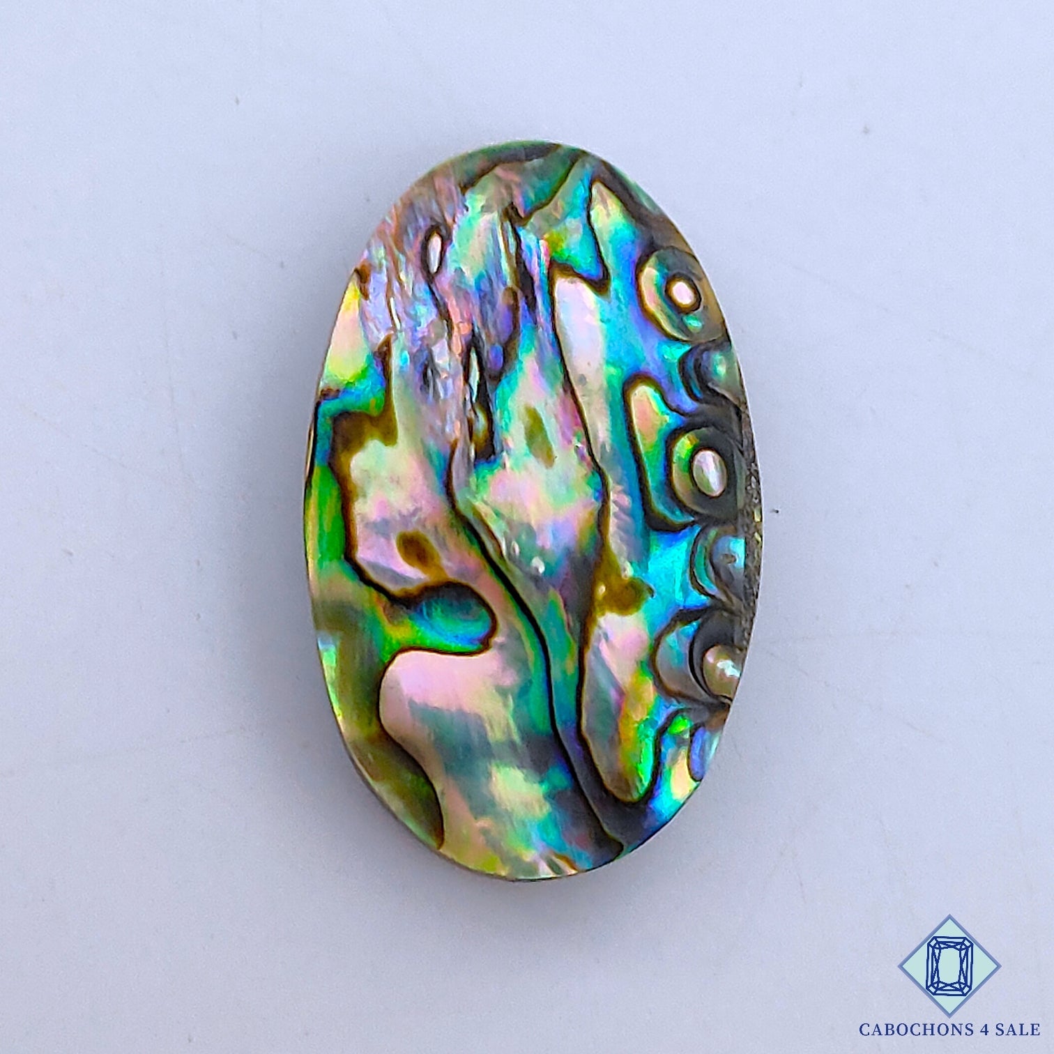 Abalone Shell
