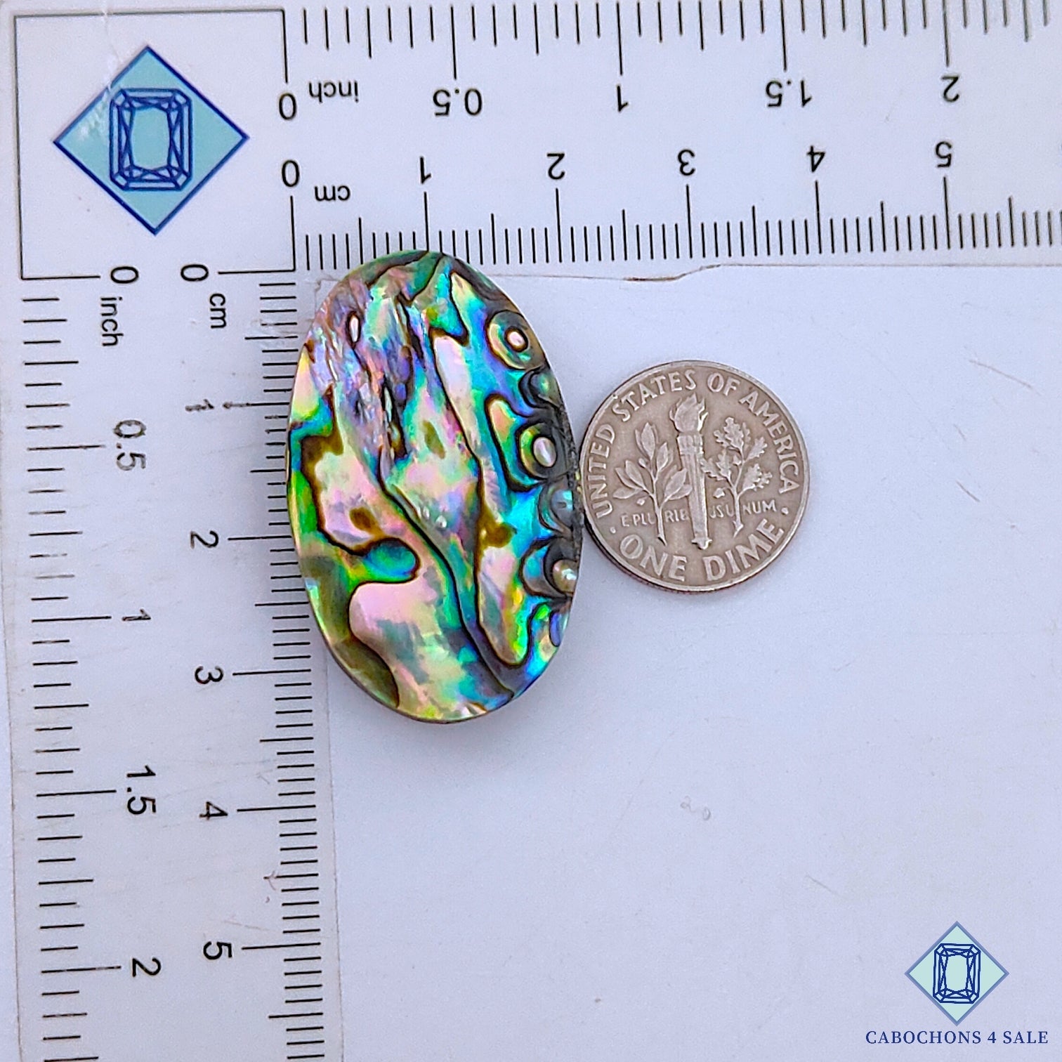 Abalone Shell