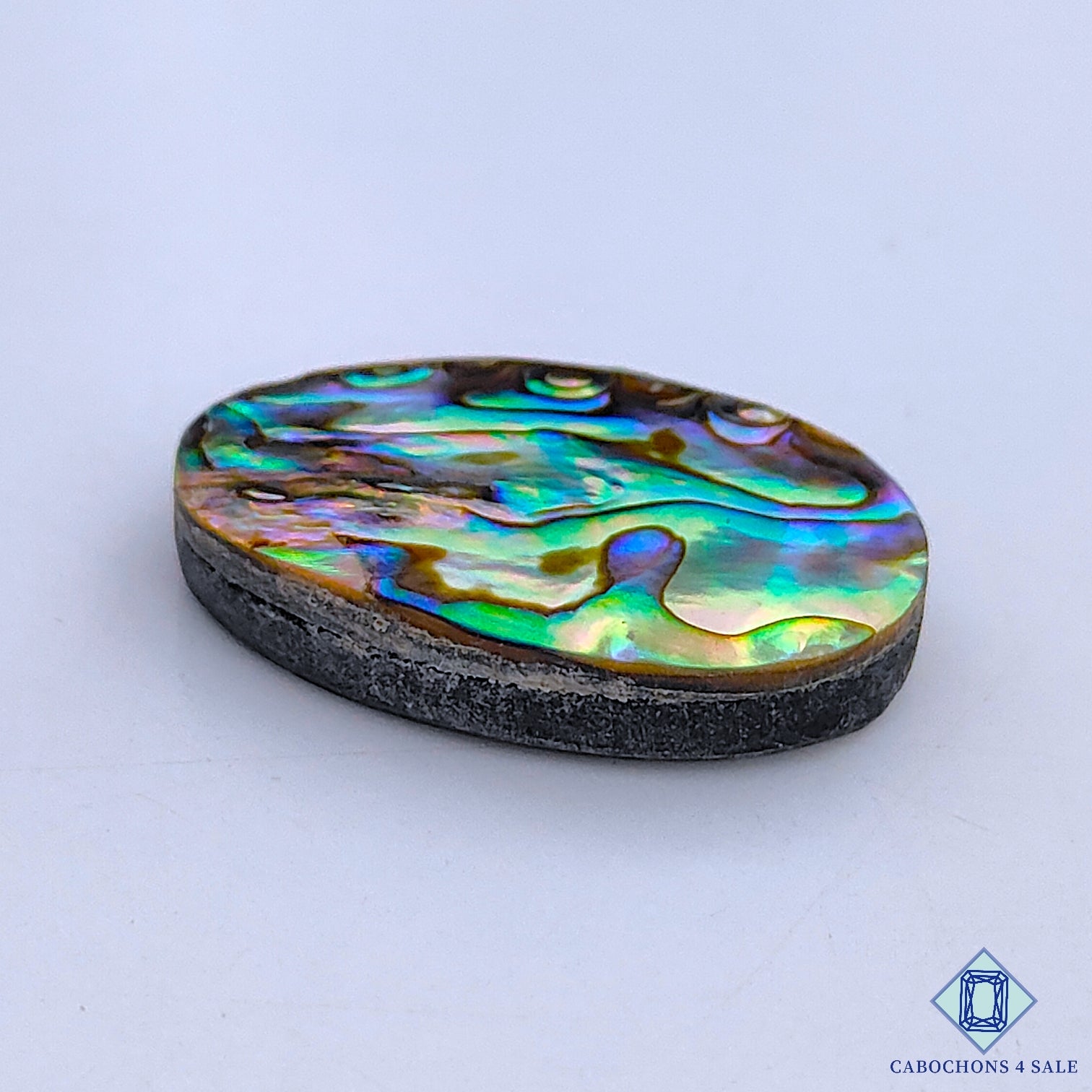 Abalone Shell