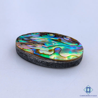 Abalone Shell