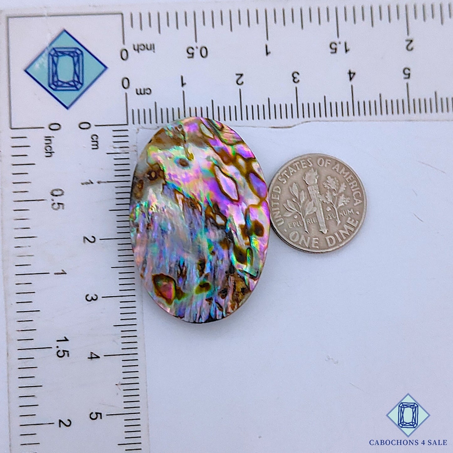 Abalone Shell