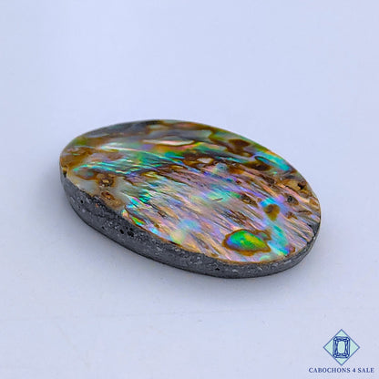 Abalone Shell
