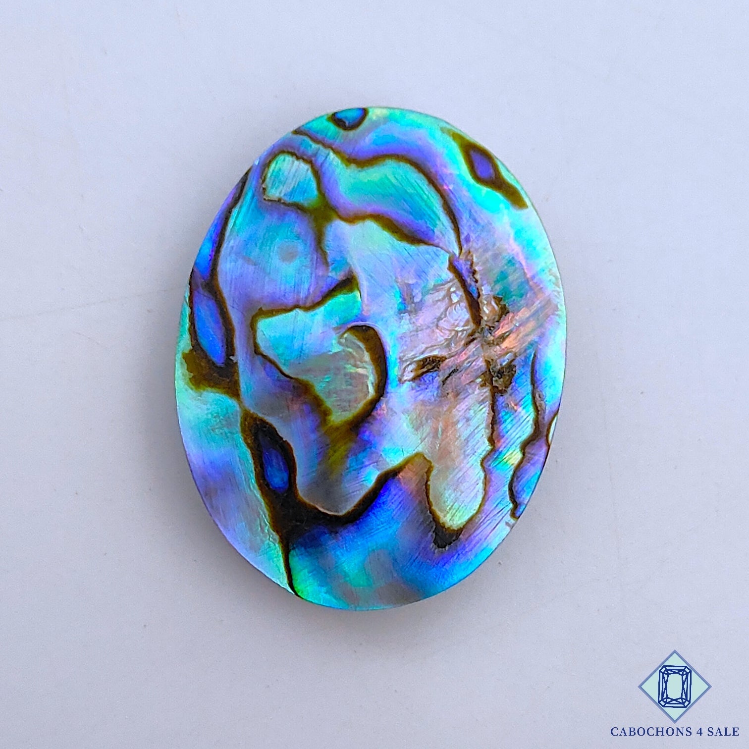 Abalone Shell