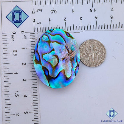 Abalone Shell