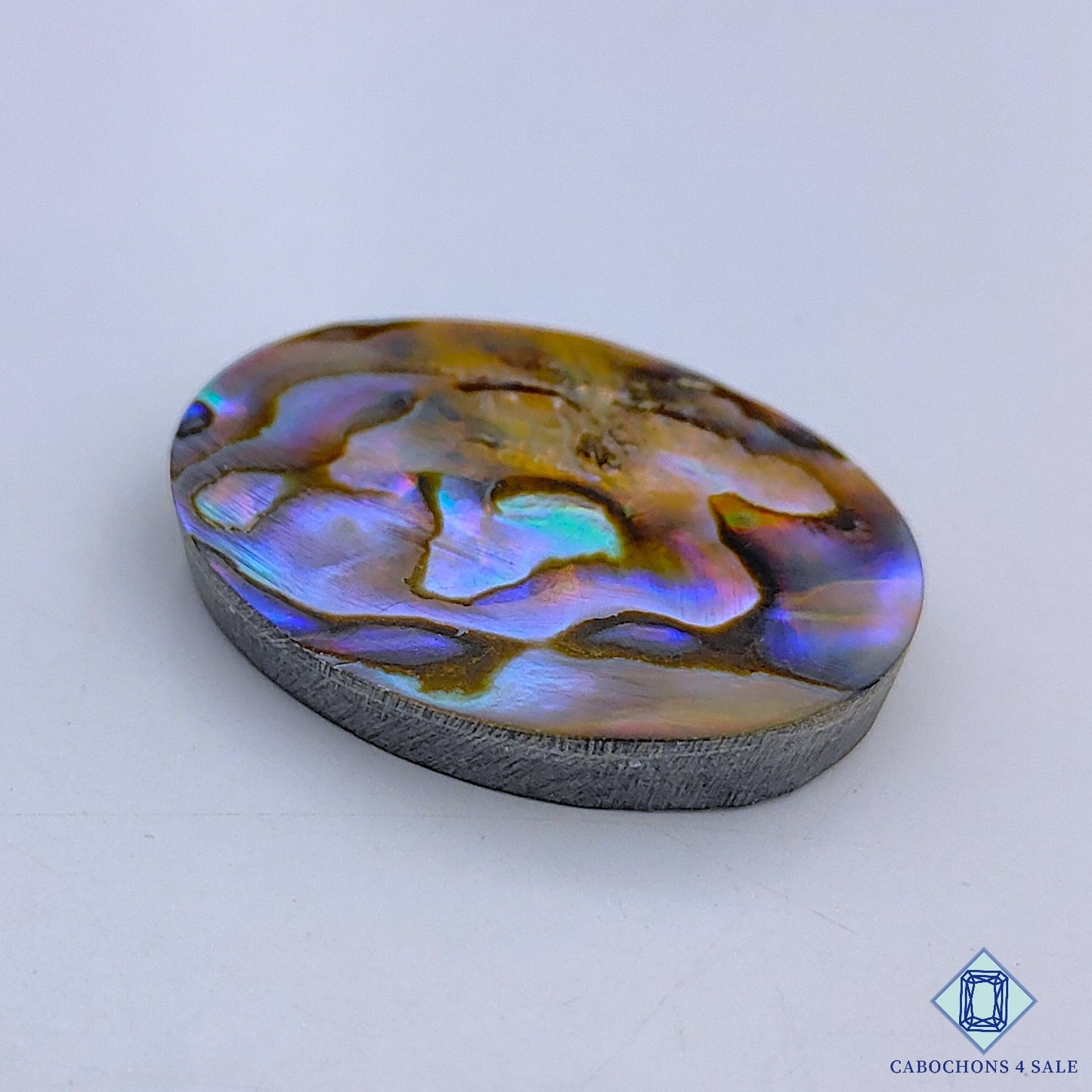 Abalone Shell