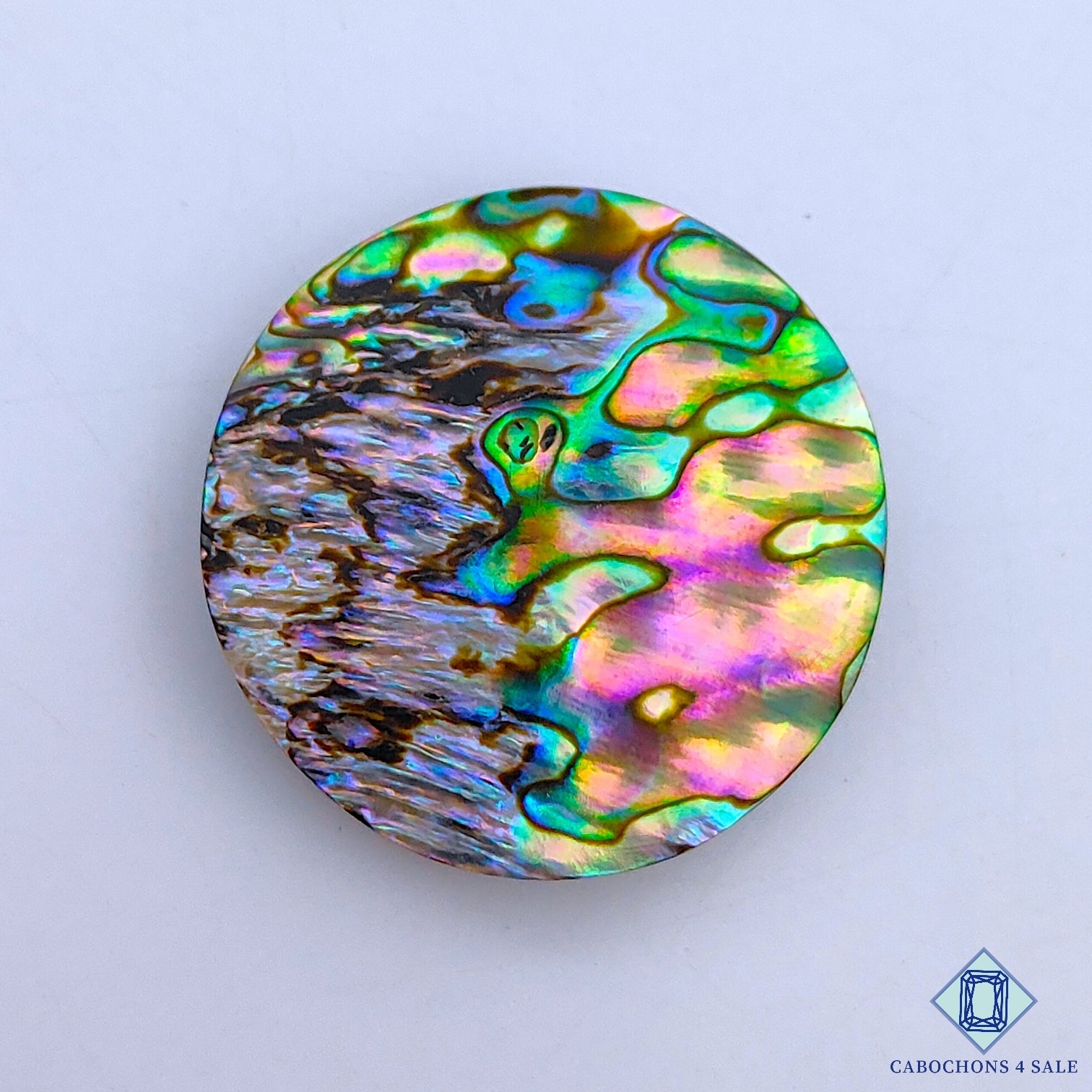 Abalone Shell