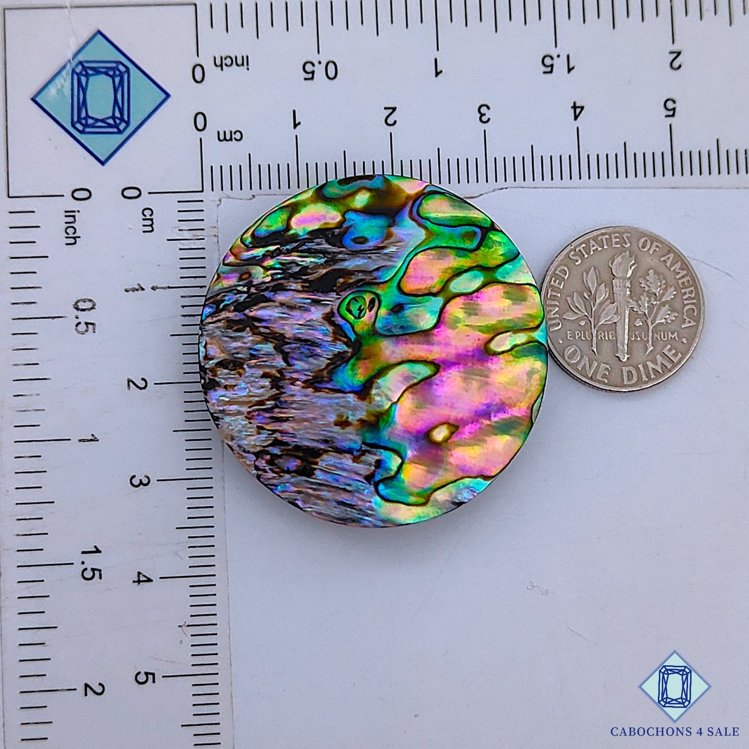 Abalone Shell