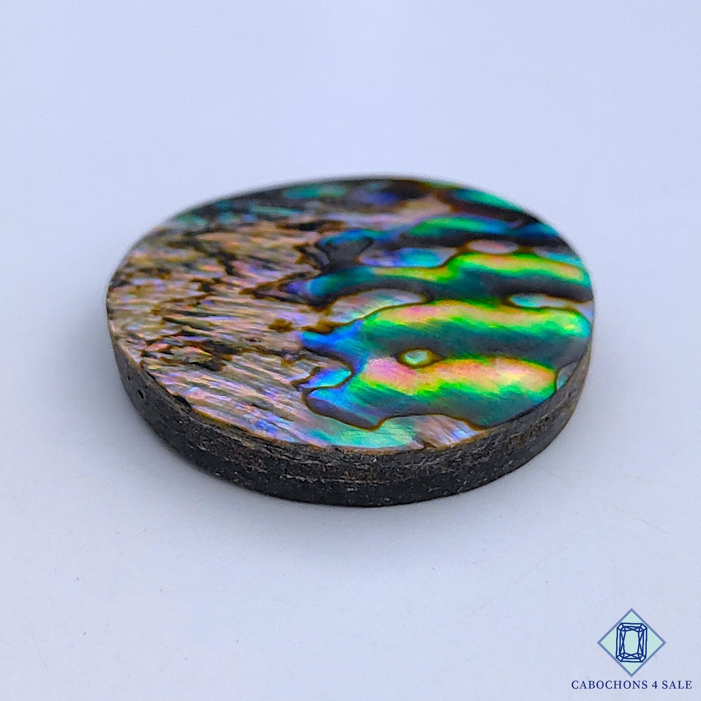 Abalone Shell