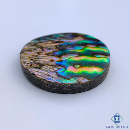 Abalone Shell