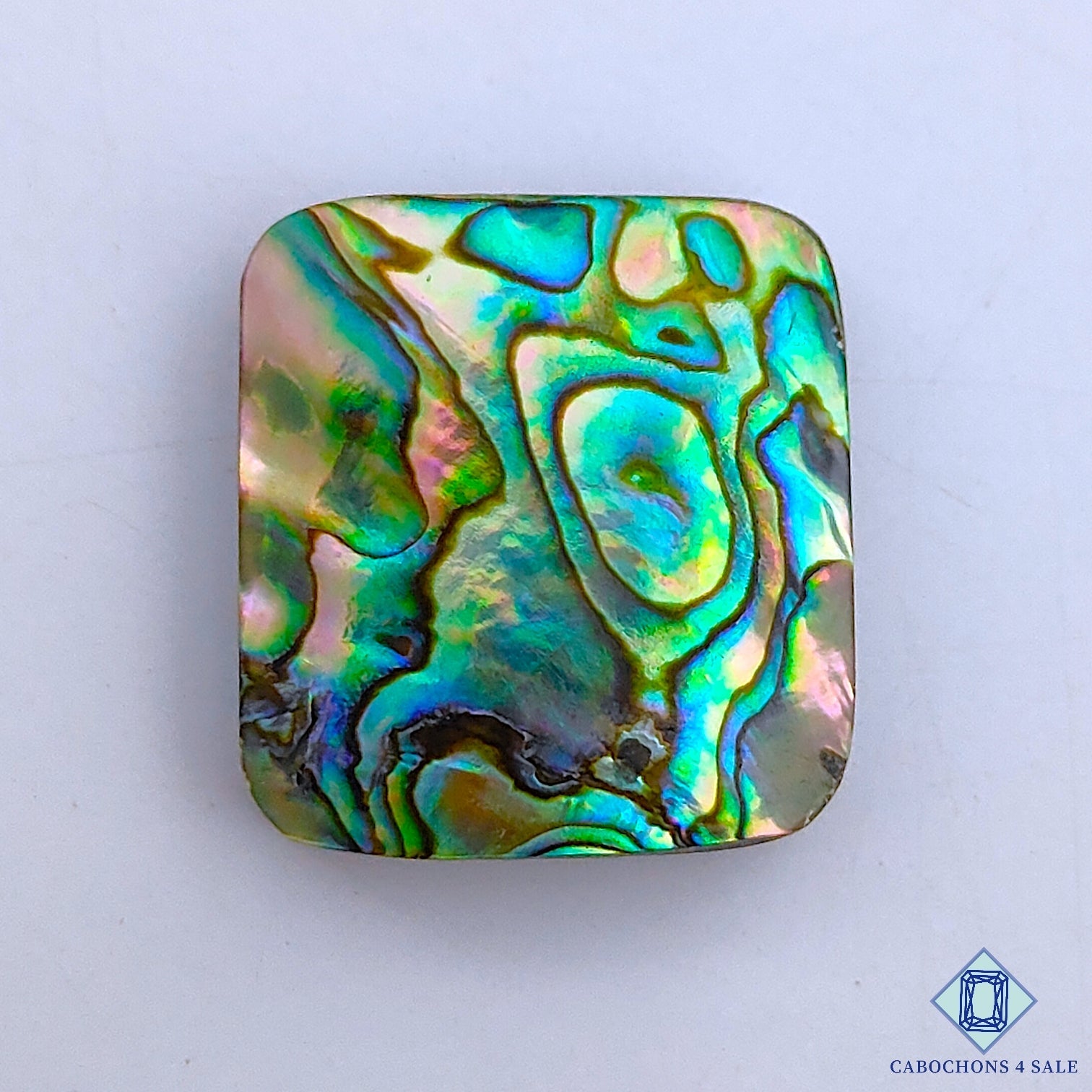 Abalone Shell