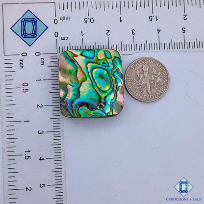 Abalone Shell
