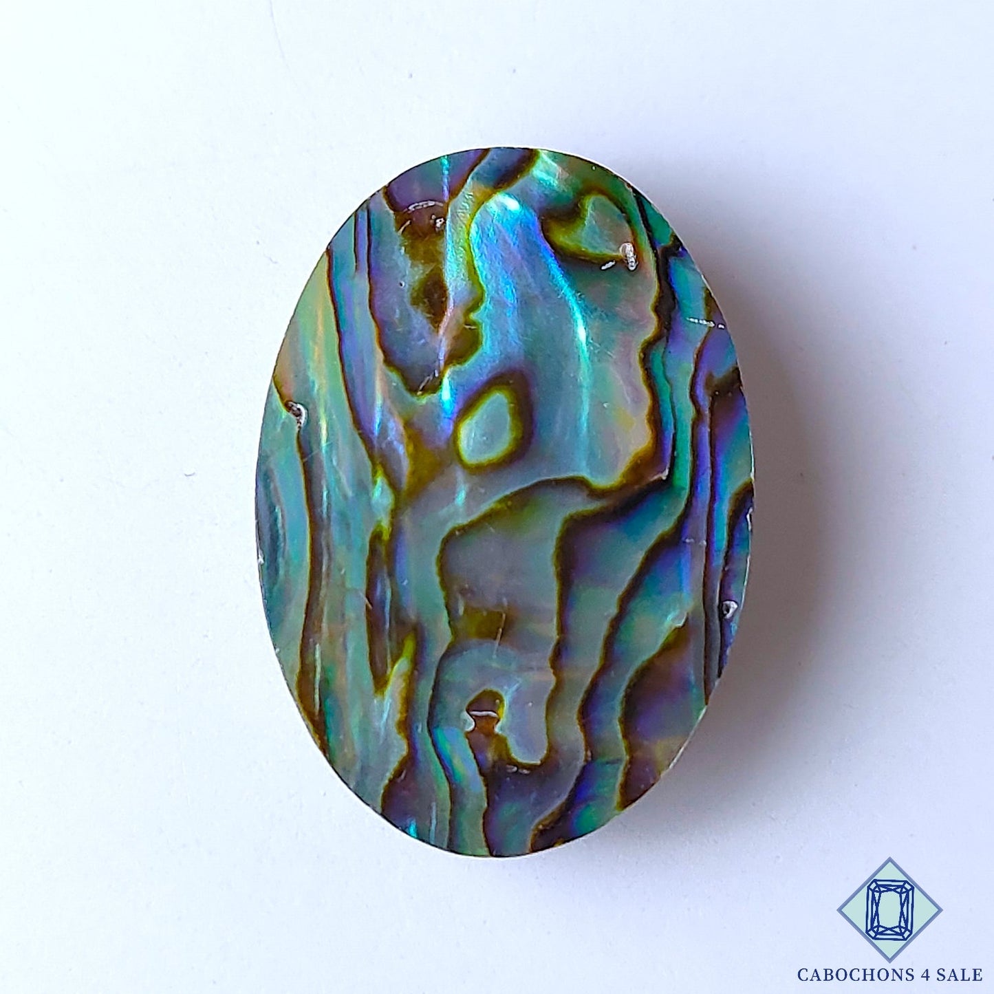 Abalone Shell