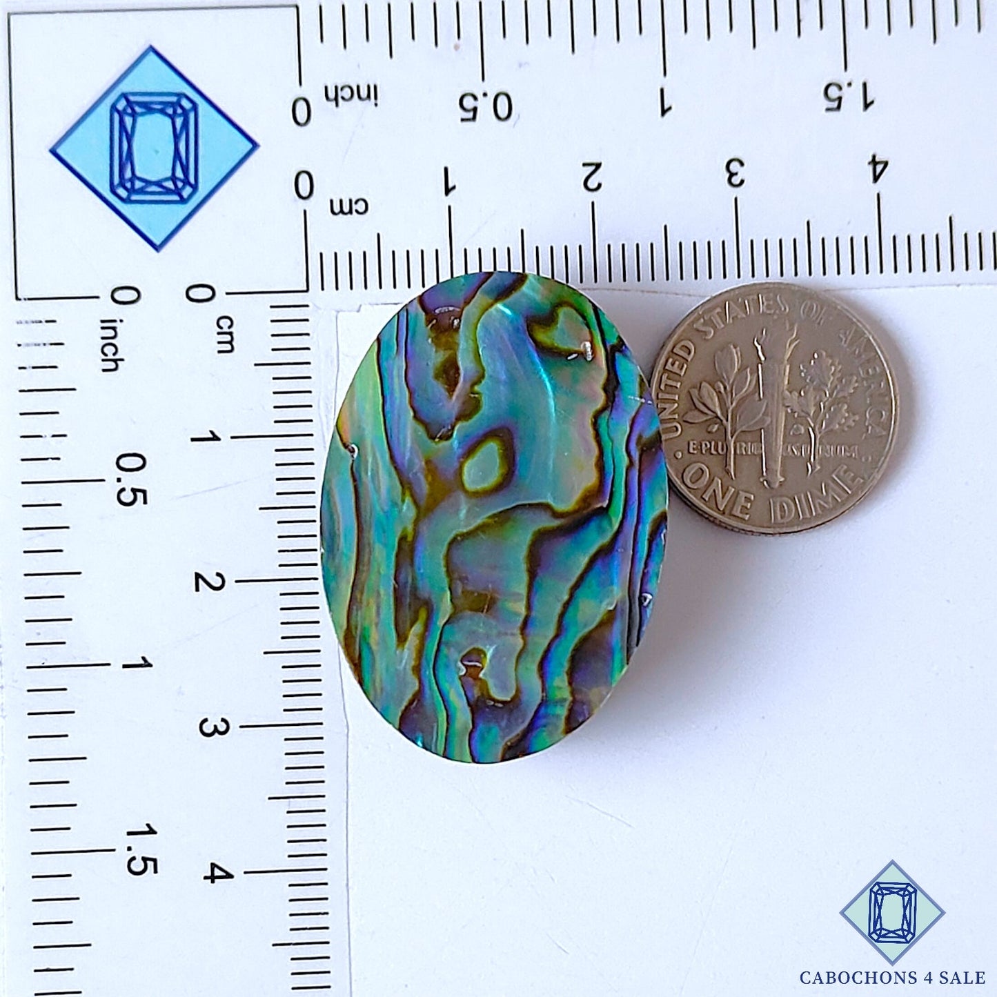Abalone Shell