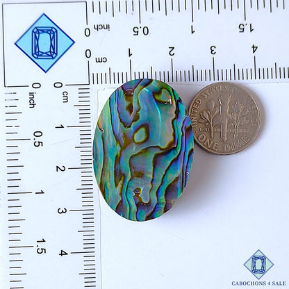 Abalone Shell