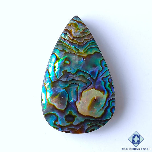 Abalone Shell