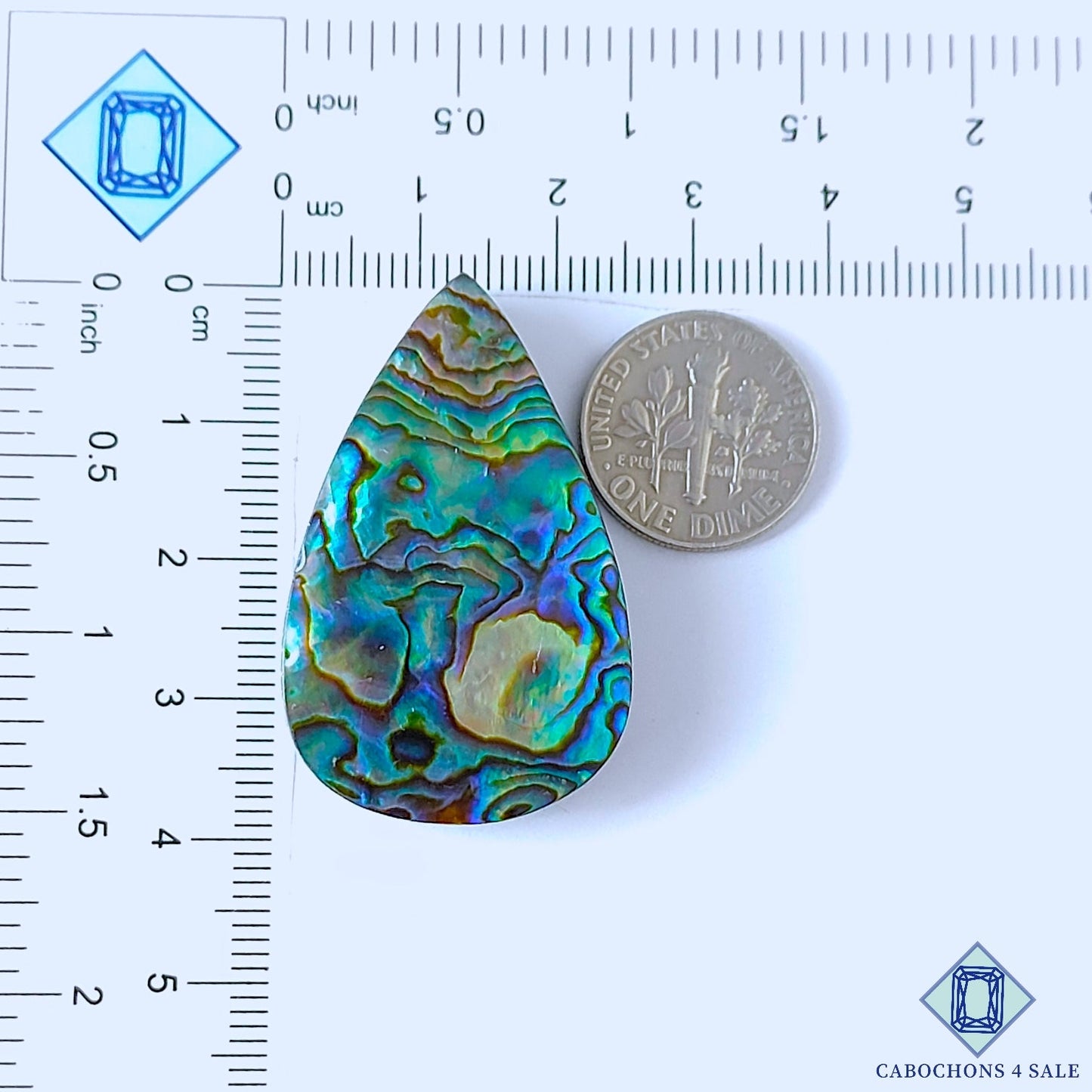 Abalone Shell