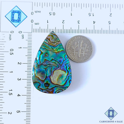 Abalone Shell