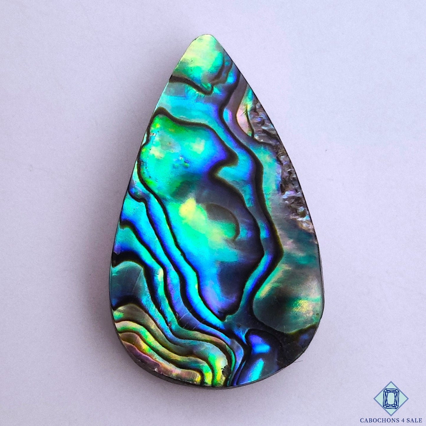 Abalone Shell